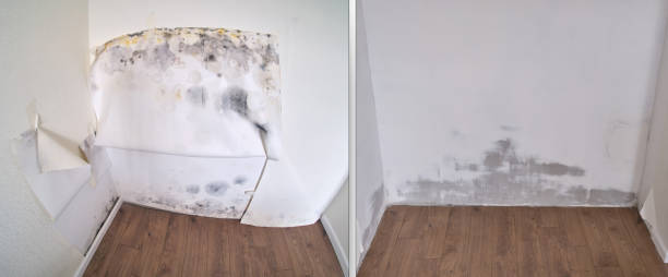 Certified Mold Removal in Woodland Park, CO